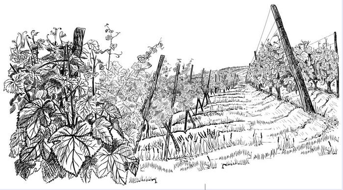 Иллюстрация к книге — Умбрия – зеленое сердце Италии. Тайна старого аббатства и печенье святого Франциска [i_004.jpg]