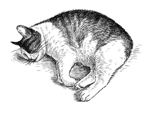 Иллюстрация к книге — Умбрия – зеленое сердце Италии. Тайна старого аббатства и печенье святого Франциска [i_009.jpg]