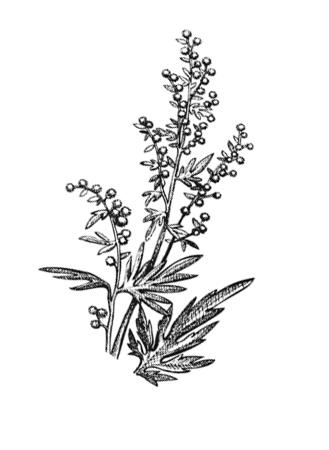 Иллюстрация к книге — Умбрия – зеленое сердце Италии. Тайна старого аббатства и печенье святого Франциска [i_019.jpg]