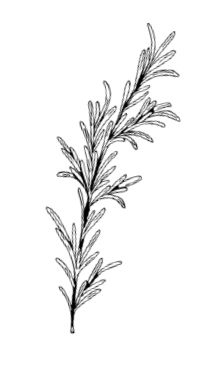 Иллюстрация к книге — Умбрия – зеленое сердце Италии. Тайна старого аббатства и печенье святого Франциска [i_081.jpg]