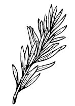 Иллюстрация к книге — Умбрия – зеленое сердце Италии. Тайна старого аббатства и печенье святого Франциска [i_102.jpg]