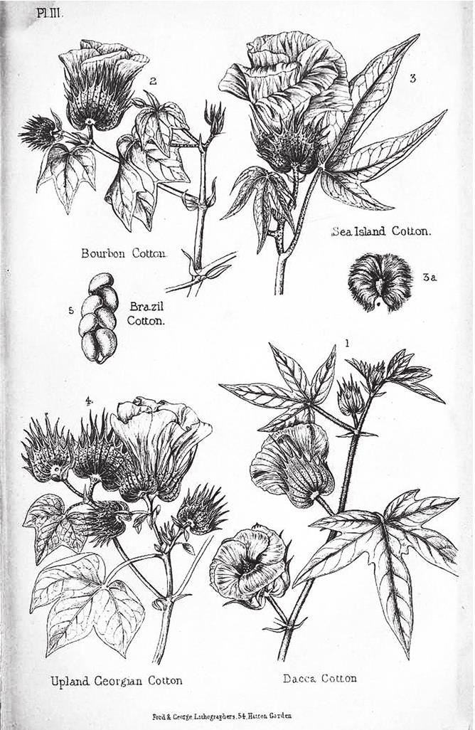 Иллюстрация к книге — Индийский хлопок и британский интерес. Овеществленная политика в колониальную эпоху [i_038.jpg]