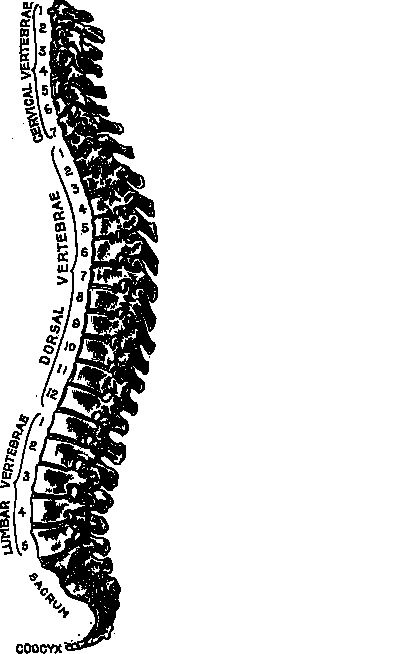 Иллюстрация к книге — По голове себе постучи. Вся правда о мигрени и другой головной боли [i_022.jpg]