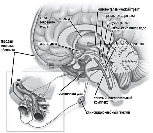 Иллюстрация к книге — По голове себе постучи. Вся правда о мигрени и другой головной боли [i_039.jpg]