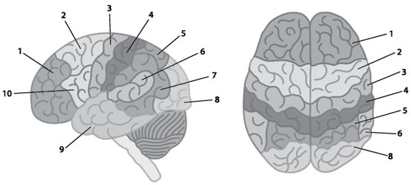 Иллюстрация к книге — По голове себе постучи. Вся правда о мигрени и другой головной боли [i_042.jpg]