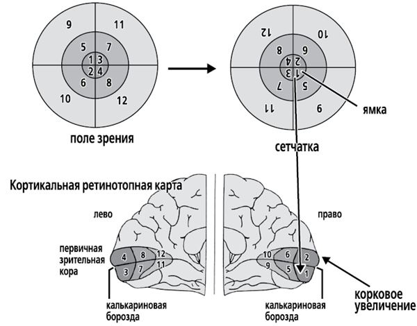 Иллюстрация к книге — По голове себе постучи. Вся правда о мигрени и другой головной боли [i_043.jpg]