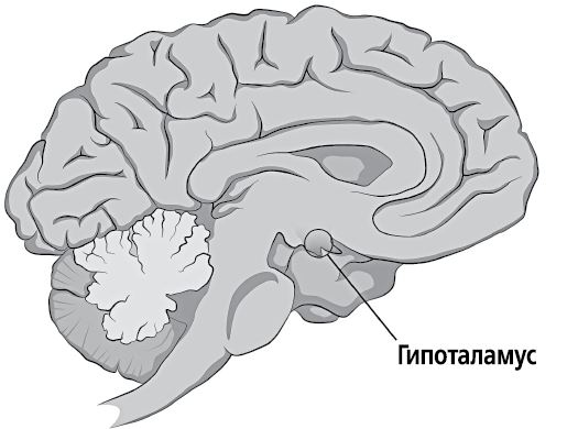 Иллюстрация к книге — По голове себе постучи. Вся правда о мигрени и другой головной боли [i_049.jpg]