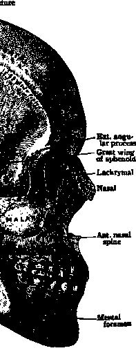 Иллюстрация к книге — По голове себе постучи. Вся правда о мигрени и другой головной боли [i_055.jpg]