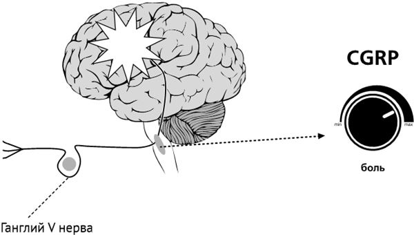 Иллюстрация к книге — По голове себе постучи. Вся правда о мигрени и другой головной боли [i_058.jpg]