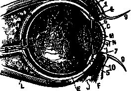 Иллюстрация к книге — По голове себе постучи. Вся правда о мигрени и другой головной боли [i_060.jpg]