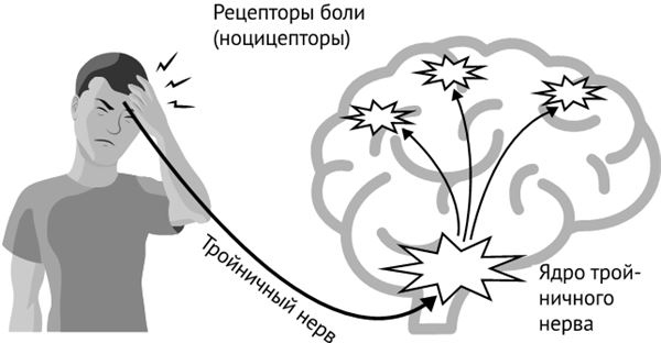 Иллюстрация к книге — По голове себе постучи. Вся правда о мигрени и другой головной боли [i_077.jpg]
