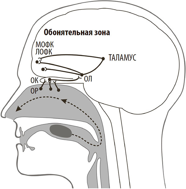 Иллюстрация к книге — Нейрогастрономия. Почему мозг создает вкус еды и как этим управлять [i_037.jpg]