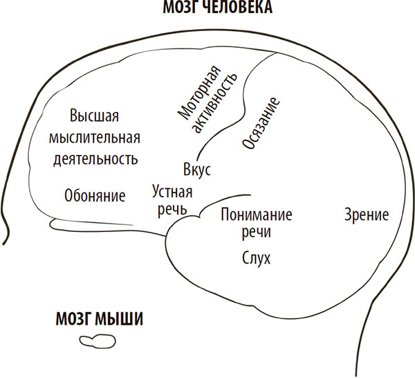 Иллюстрация к книге — Нейрогастрономия. Почему мозг создает вкус еды и как этим управлять [i_038.jpg]