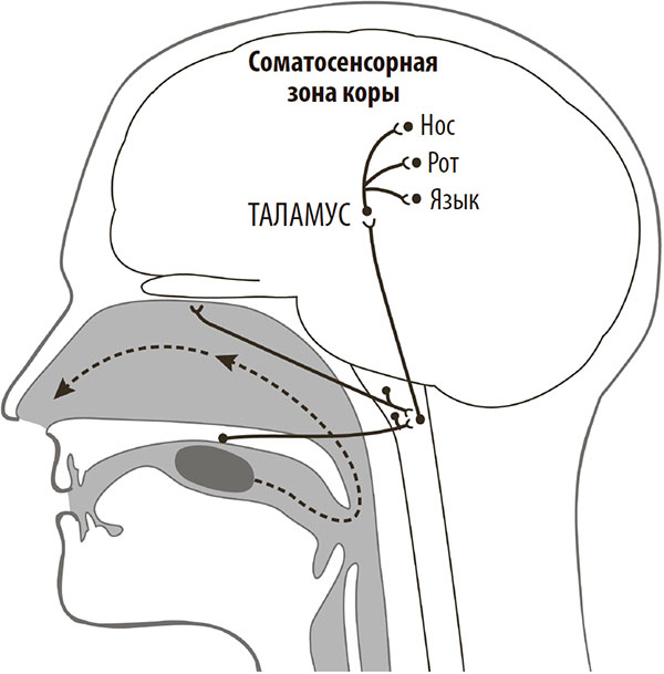 Иллюстрация к книге — Нейрогастрономия. Почему мозг создает вкус еды и как этим управлять [i_046.jpg]