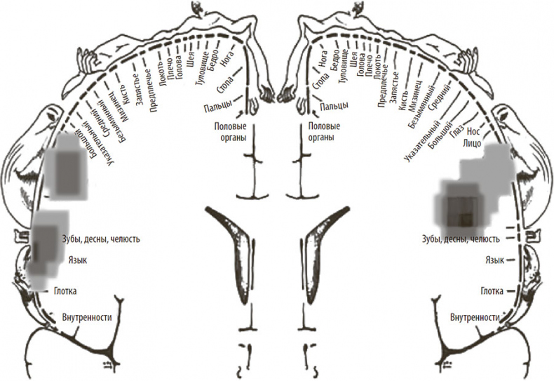 Иллюстрация к книге — Нейрогастрономия. Почему мозг создает вкус еды и как этим управлять [i_062.jpg]