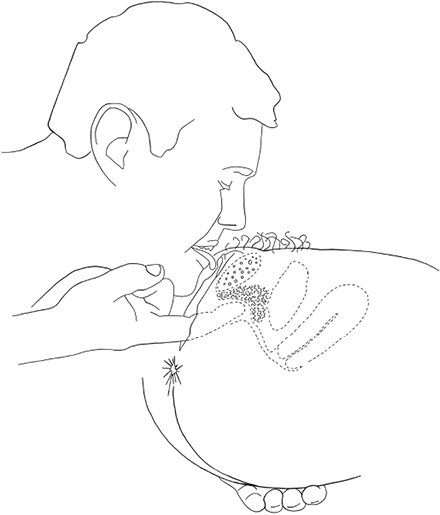 Иллюстрация к книге — Она кончает первой. Как доставить женщине наслаждение [i_009.jpg]
