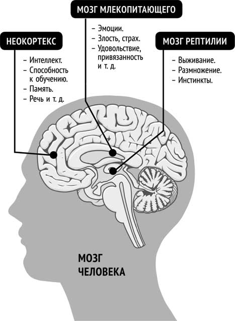 Иллюстрация к книге — Ледяной человек. Сверхвозможности вашего организма [i_010.jpg]