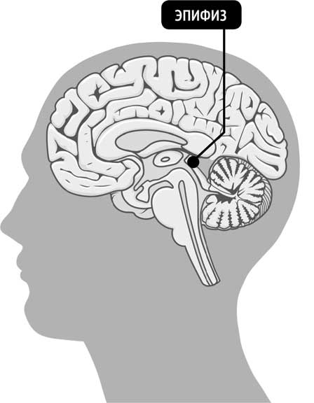 Иллюстрация к книге — Ледяной человек. Сверхвозможности вашего организма [i_011.jpg]