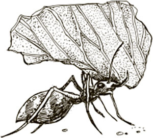 Иллюстрация к книге — Тайные знаки природы. Как стать погодным детективом и читать приметы [i_013.jpg]