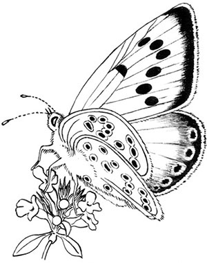 Иллюстрация к книге — Комната бабочек [i_004.jpg]