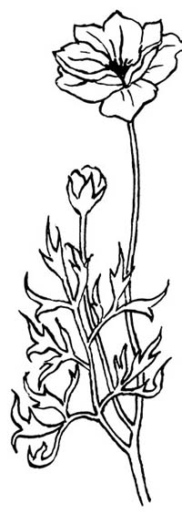 Иллюстрация к книге — Комната бабочек [i_007.jpg]