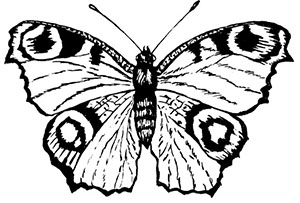 Иллюстрация к книге — Комната бабочек [i_008.jpg]