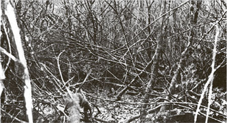 Иллюстрация к книге — Убийца рядом со мной. Мой друг – серийный маньяк Тед Банди [img_9.jpg]