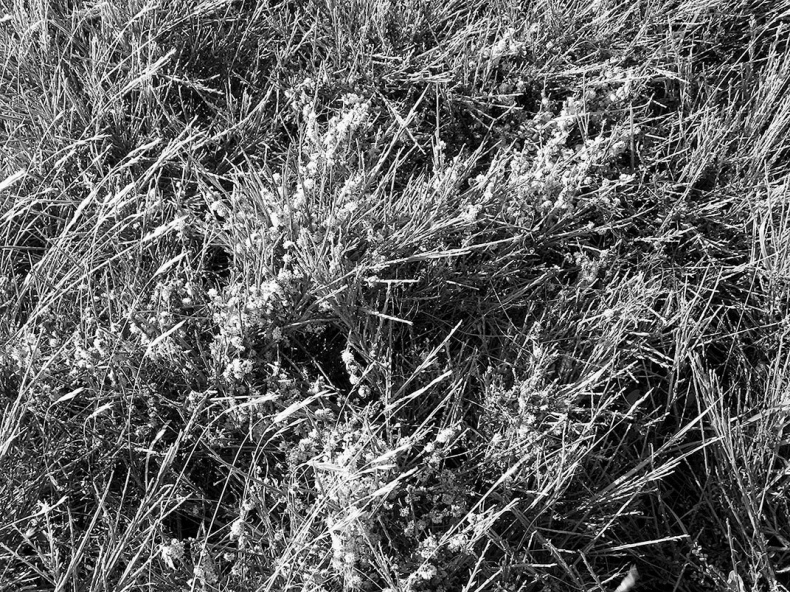 Иллюстрация к книге — Дерек Джармен [i_027.jpg]