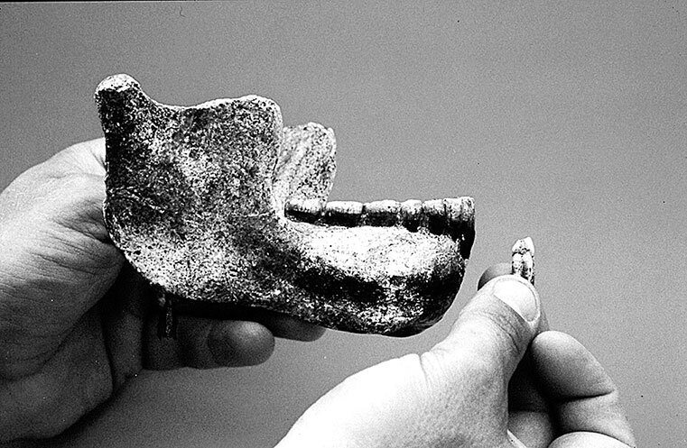 Иллюстрация к книге — Остались одни. Единственный вид людей на земле [i_003.jpg]