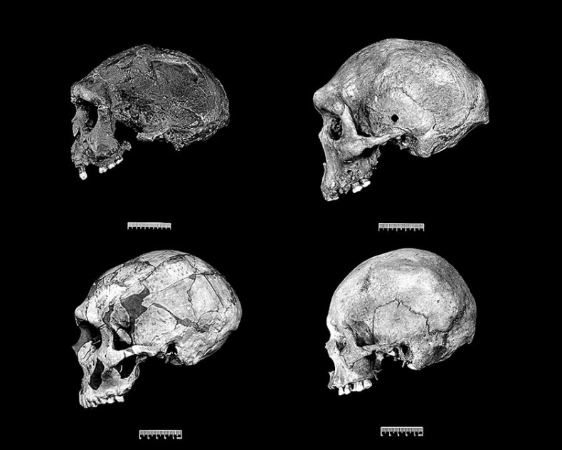 Иллюстрация к книге — Остались одни. Единственный вид людей на земле [i_010.jpg]