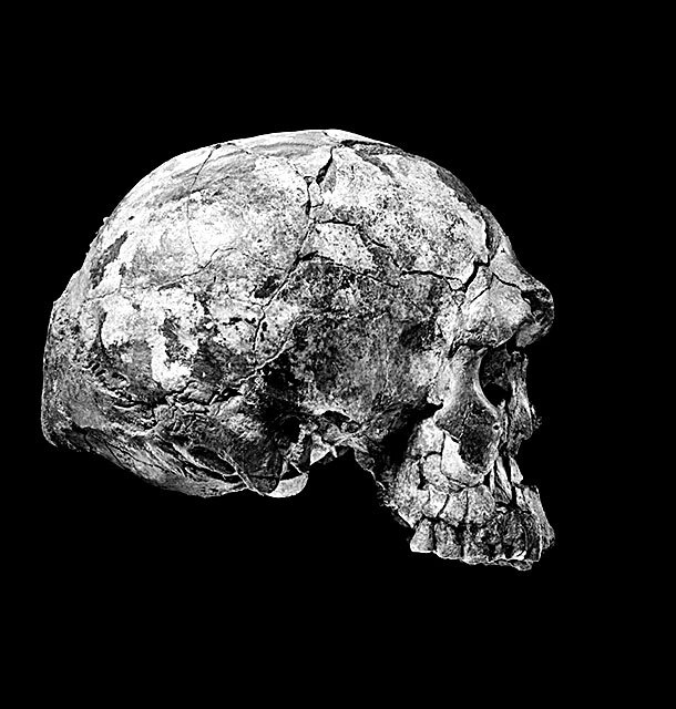 Иллюстрация к книге — Остались одни. Единственный вид людей на земле [i_019.jpg]