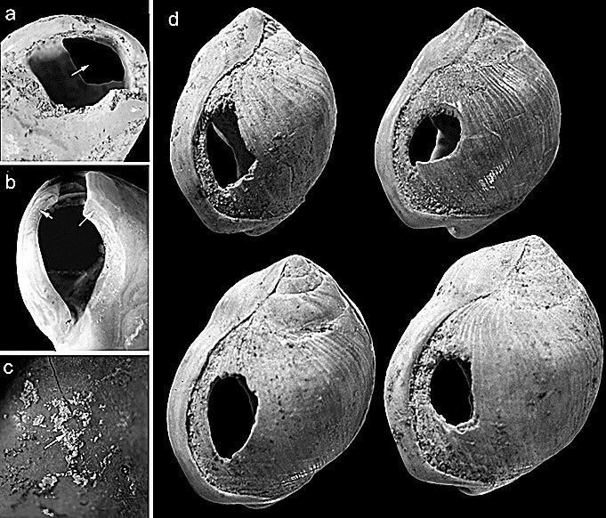 Иллюстрация к книге — Остались одни. Единственный вид людей на земле [i_029.jpg]