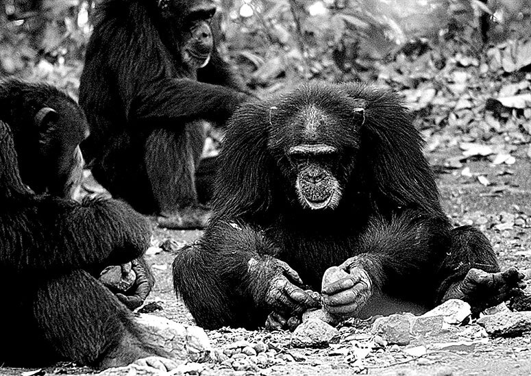 Иллюстрация к книге — Остались одни. Единственный вид людей на земле [i_034.jpg]