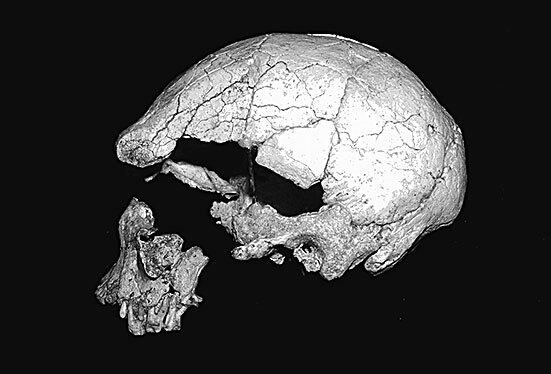 Иллюстрация к книге — Остались одни. Единственный вид людей на земле [i_041.jpg]