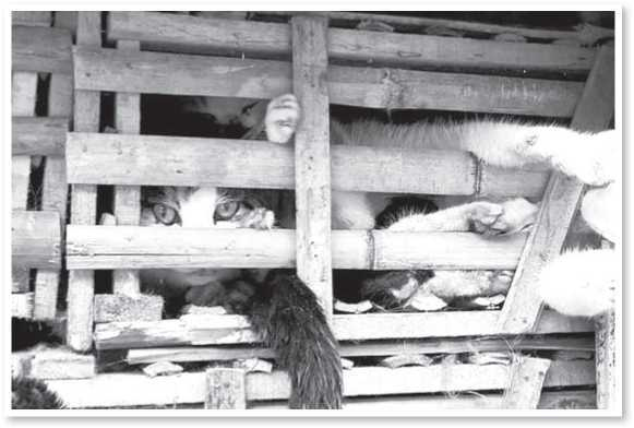 Иллюстрация к книге — Всемирная история глазами кошек [i_022.jpg]