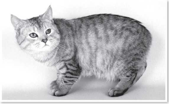 Иллюстрация к книге — Всемирная история глазами кошек [i_025.jpg]