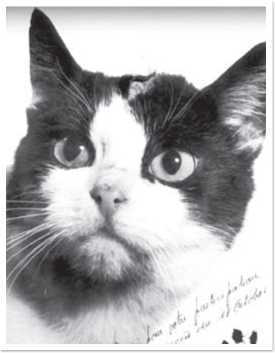 Иллюстрация к книге — Всемирная история глазами кошек [i_066.jpg]