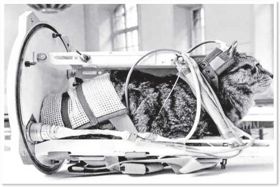 Иллюстрация к книге — Всемирная история глазами кошек [i_067.jpg]