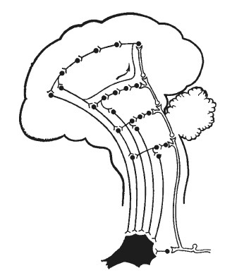 Иллюстрация к книге — Эмоциональный мозг [i_032.jpg]