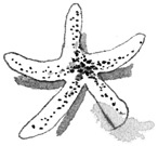 Иллюстрация к книге — Лампёшка [i_019.jpg]