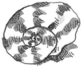 Иллюстрация к книге — Лампёшка [i_053.jpg]