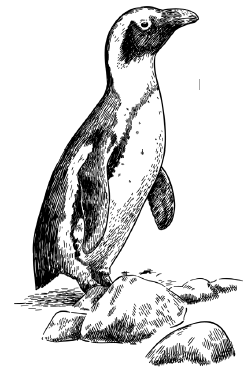 Иллюстрация к книге — Занимательная география [i_040.jpg]