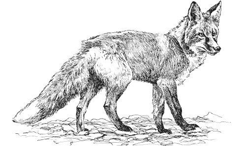 Иллюстрация к книге — Занимательная география [i_105.jpg]