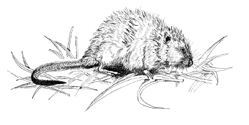 Иллюстрация к книге — Занимательная география [i_113.jpg]