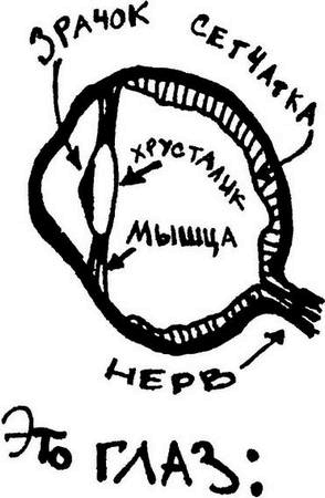 Иллюстрация к книге — Физика без формул [i_105.jpg]