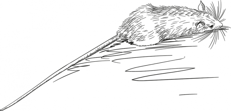 Иллюстрация к книге — «Моревизор» уходит в плавание, или Путешествие в глубь океана [i_028.jpg]