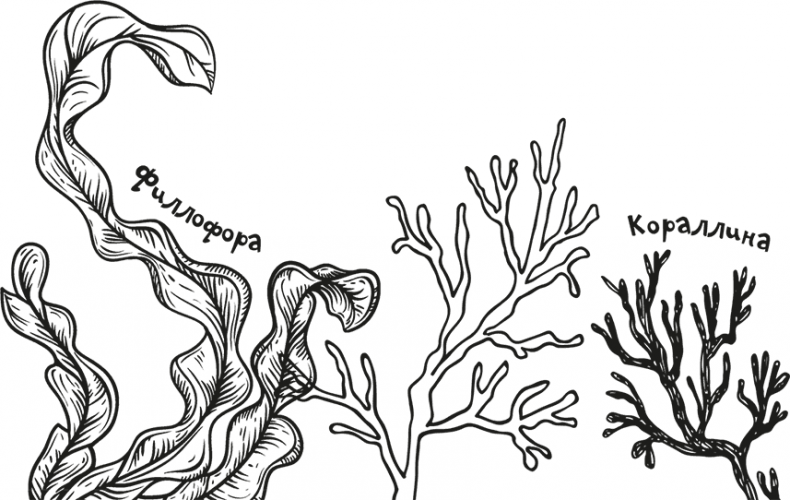 Иллюстрация к книге — «Моревизор» уходит в плавание, или Путешествие в глубь океана [i_034.jpg]