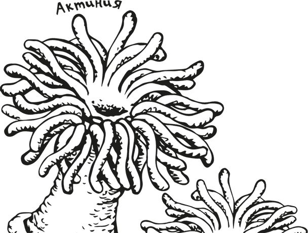 Иллюстрация к книге — «Моревизор» уходит в плавание, или Путешествие в глубь океана [i_038.jpg]