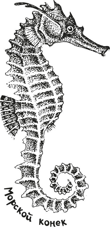 Иллюстрация к книге — «Моревизор» уходит в плавание, или Путешествие в глубь океана [i_040.jpg]