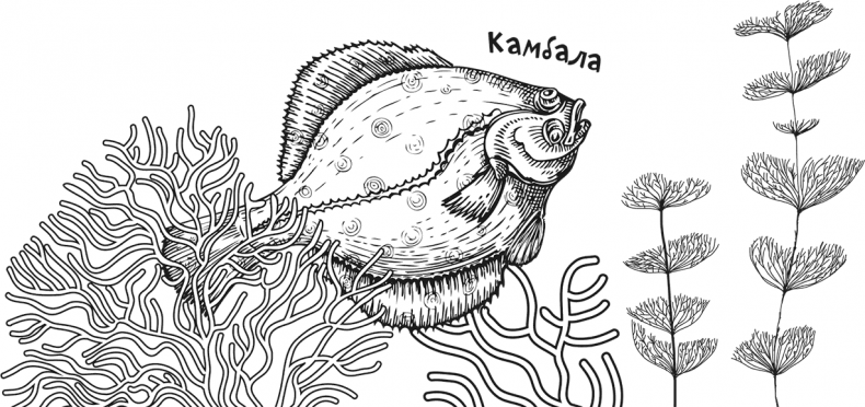 Иллюстрация к книге — «Моревизор» уходит в плавание, или Путешествие в глубь океана [i_041.jpg]